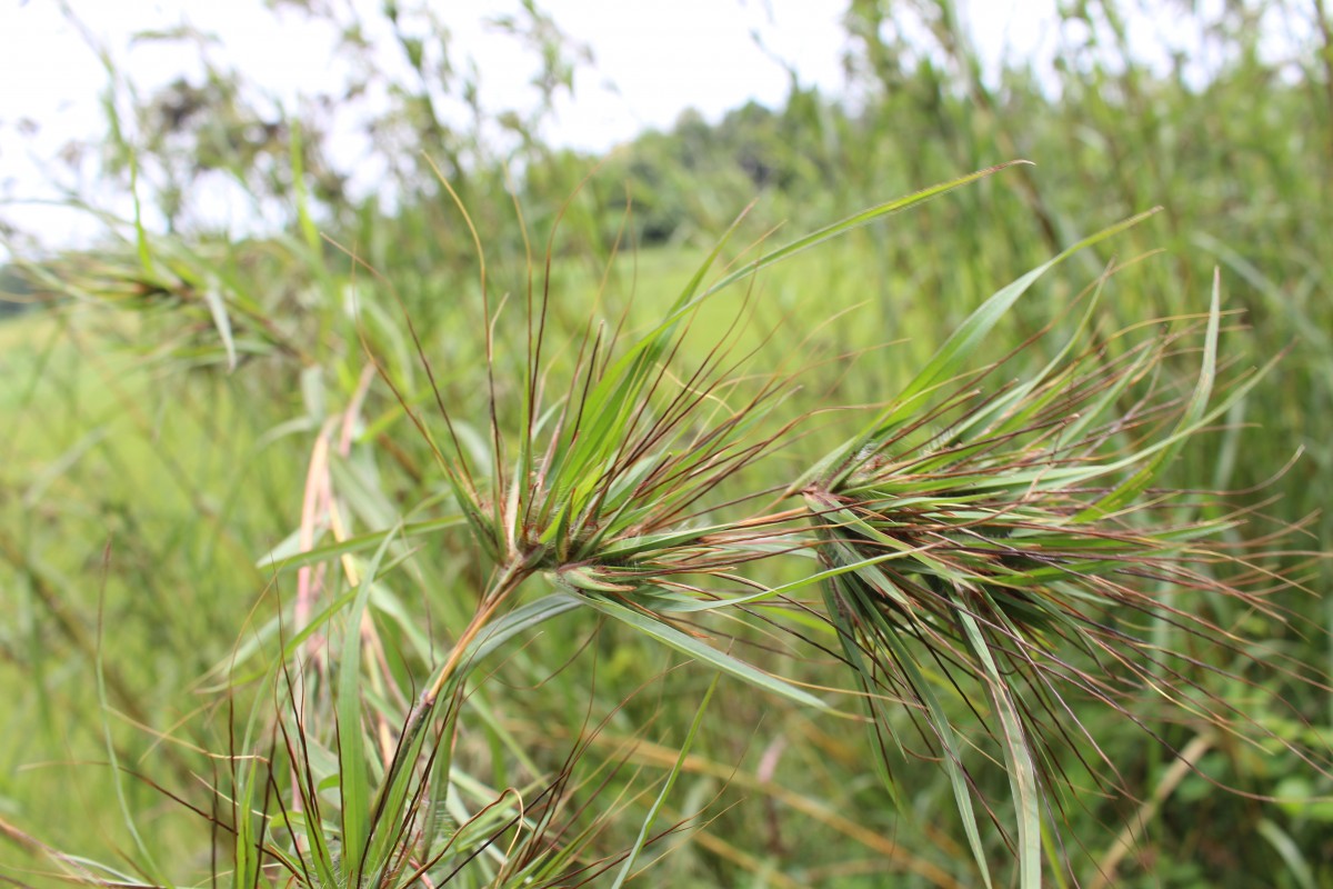 Themeda tremula (Nees ex Steud.) Hack.